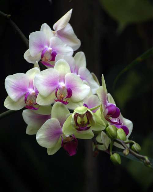Cluster of White and Pink Moth Orchid Flowers