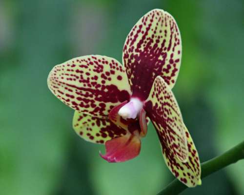 Bloom of Maroon Dot Moth Orchid