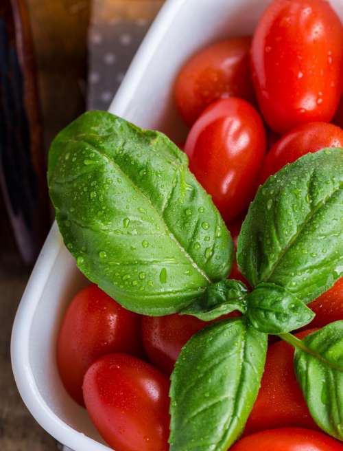 Close up of bright red tomatoes and basil leaves