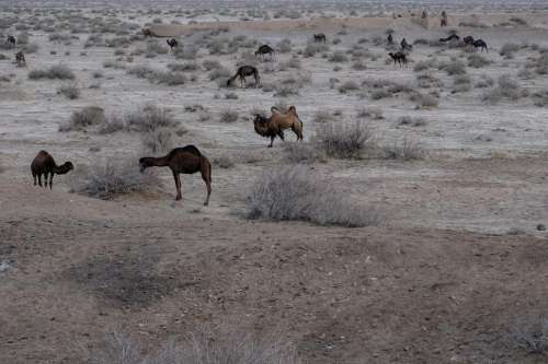 animal desert