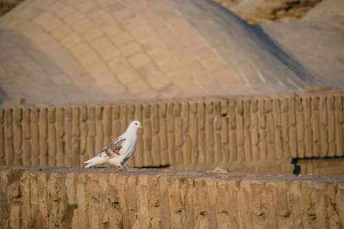 animal desert - pigeon