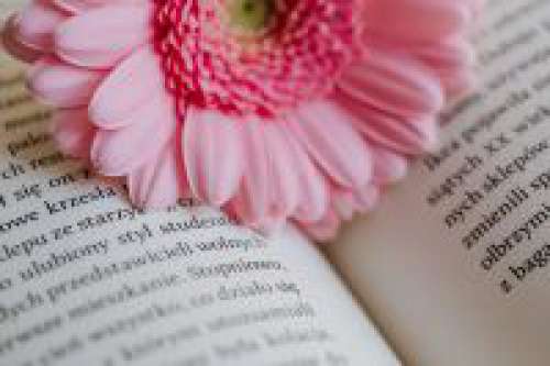 Gerbera & Book