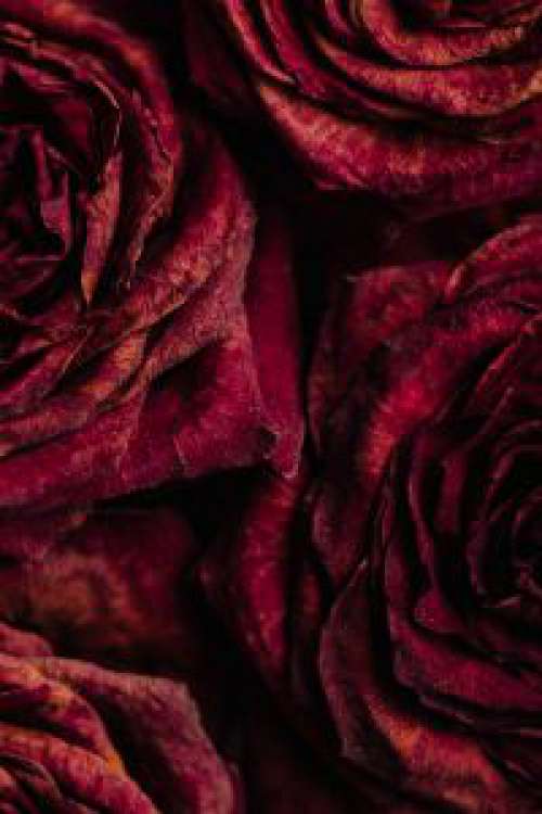 Dried rose