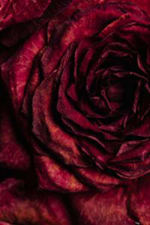 Dried rose