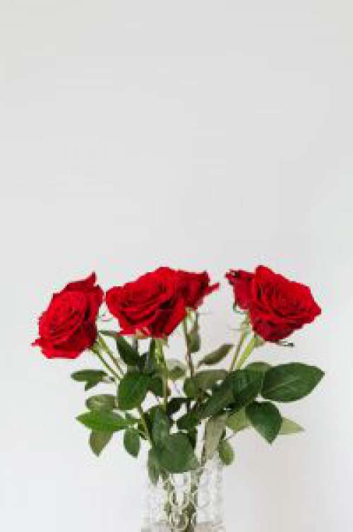 Red Roses