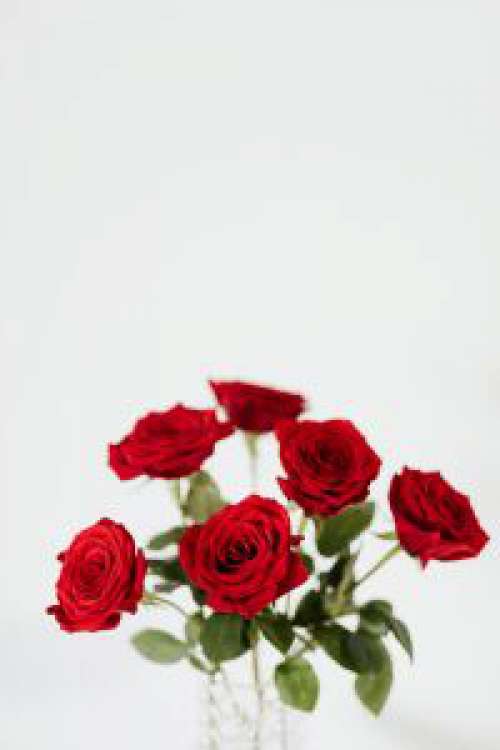 Red Roses