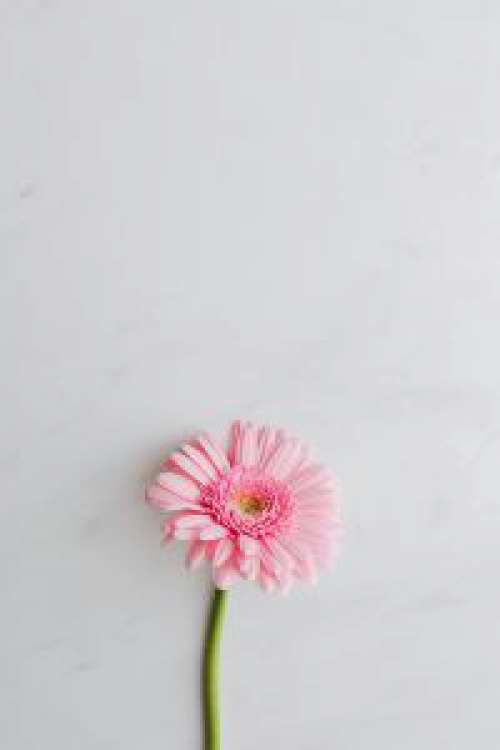 Pink Gerbera Background