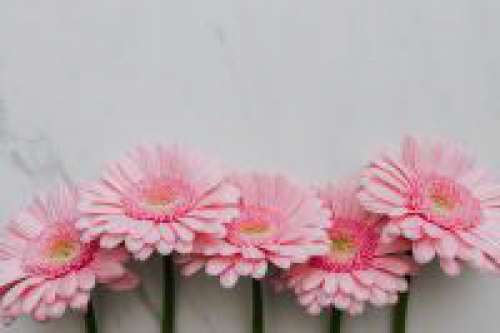 Pink Gerbera Background