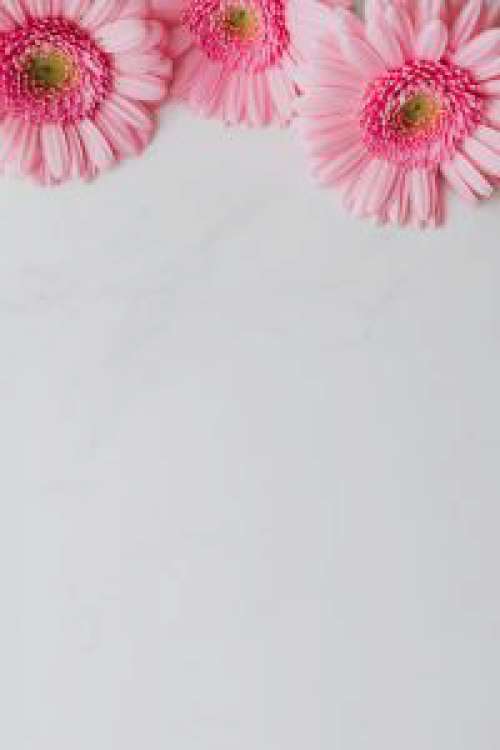 Pink Gerbera Background