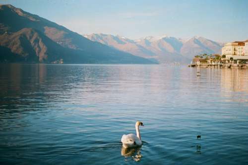 Lake Swan