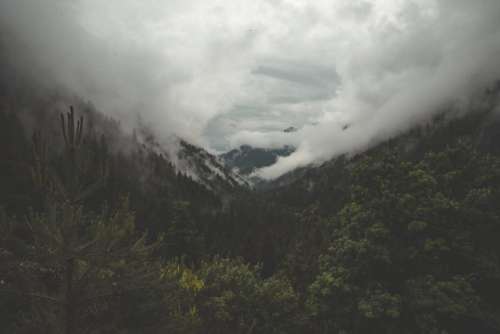 Fog Mountain Forest Free Photo