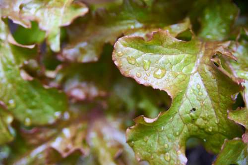 Fresh Garden Lettuce Free Photo