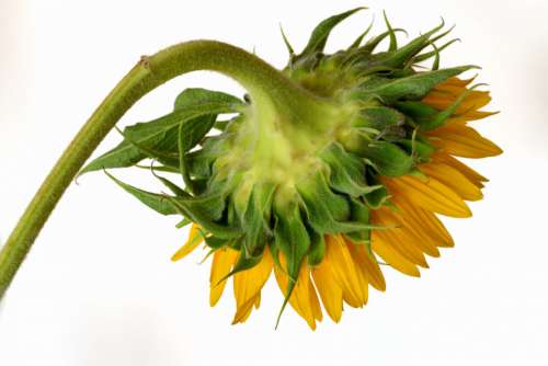 Sunflower Petals Free Photo