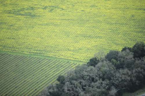 Bare wine vines in flowering mustard, aerial view, California, USA