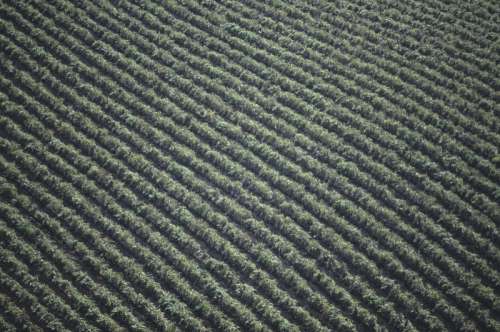 Field of artichokes, aerial view
