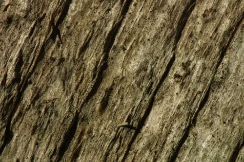 Weathered logs