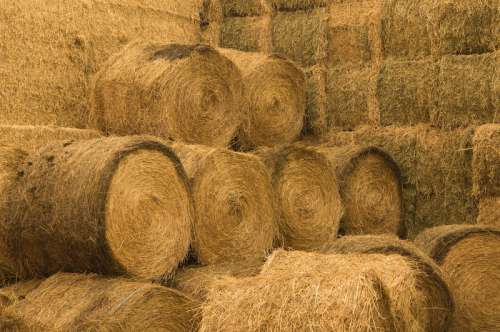 Stacked hay bales