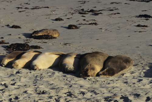 Australian sea lions (Neophoca cinerea) sleeping on beach, Australia
