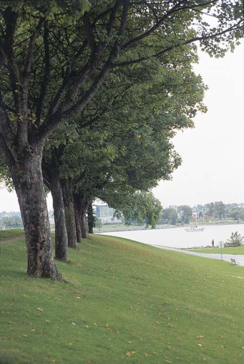 Row of trees in park