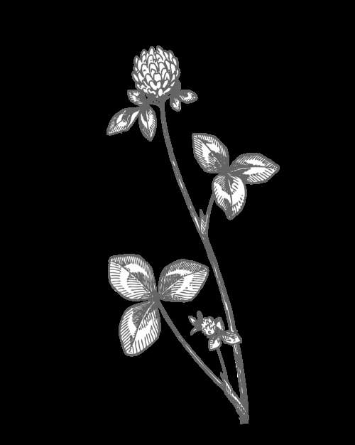 Red Clover Drawing Clipart