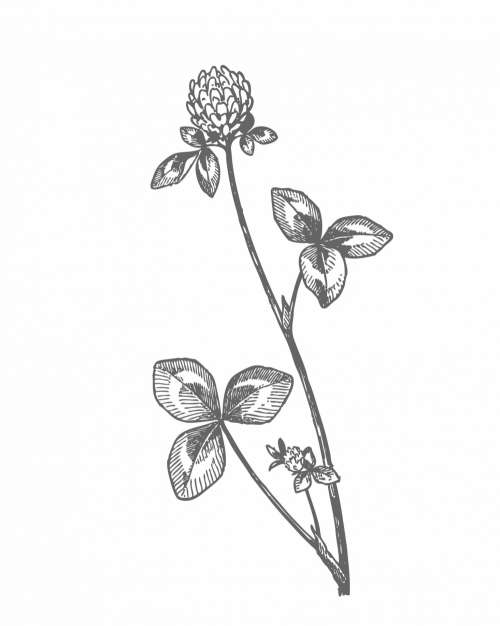 Red Clover Drawing Clipart