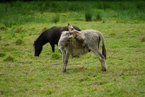 Pony And Donkey In The Meadow
