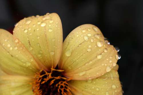 flower rain drops wet macro