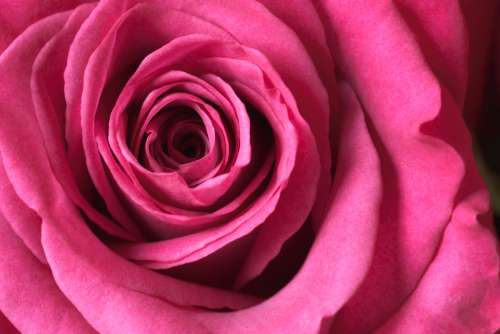 rose macro blossom nature romantic