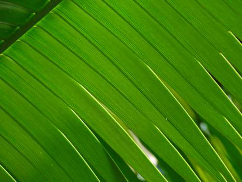 green leaf abstract background natural