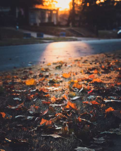 fallen leaves nature autumn fall