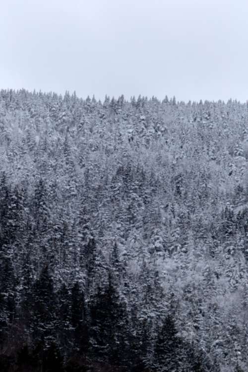 snow forest trees winter cold