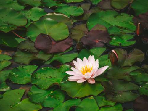 lily pad water flower lotus