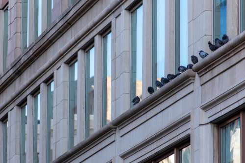 building exterior architecture ledge birds