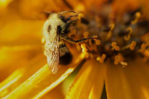 bee flower pollen nature outdoors