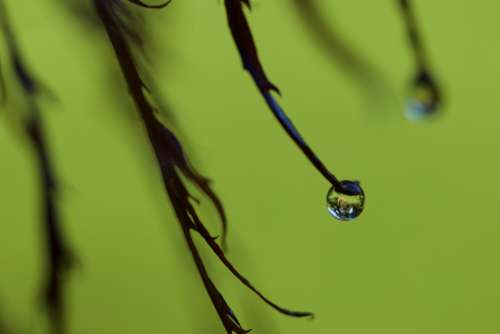 dew drops nature plant branch