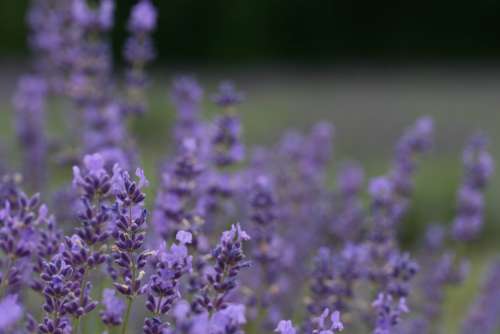flower field lavender nature outdoors