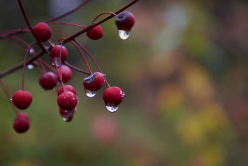 rain drops nature plant berry