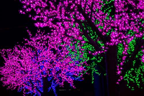 colorful lights background trees night