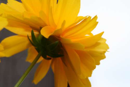 yellow flower close up garden fresh