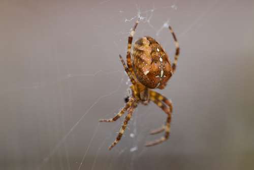 spider web insect animal garden