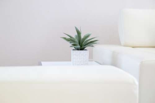 house plant interior white minimal