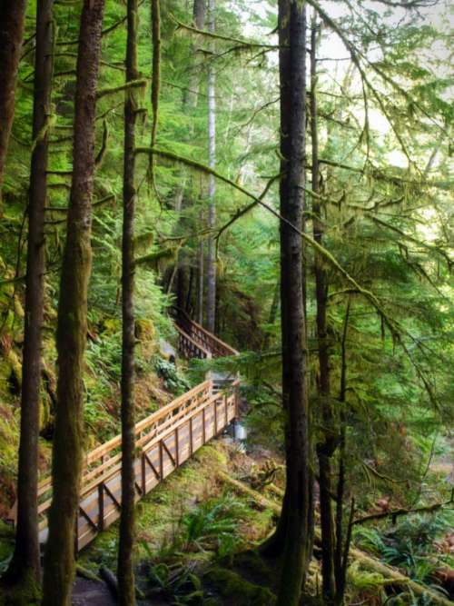forest park nature trail path