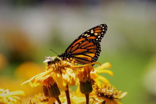 butterfly insect garden summer detail