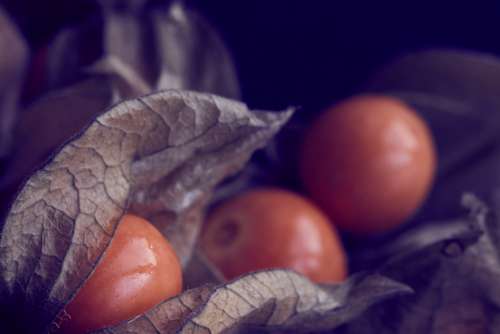 cherry close up organic physallis berries