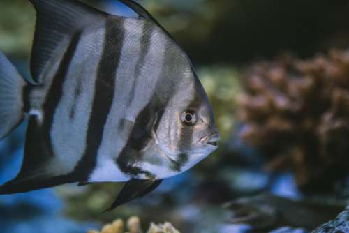 tropical fish underwater aquarium wildlife