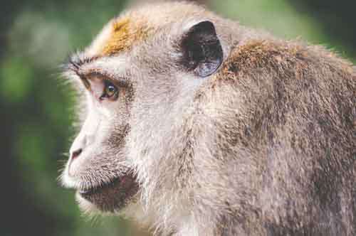 Close Up Of Wild Monkey Profile