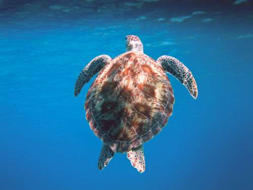 Turtle In Water With Large Shell
