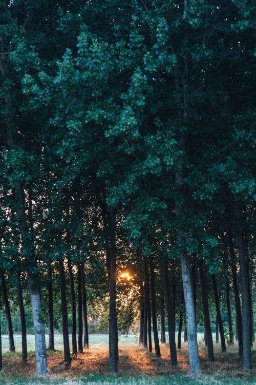 Sunset Behind Trees Photo