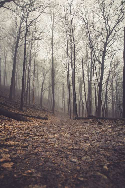 Eerie Path Towards A Foggy Forest Photo