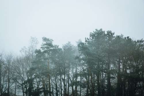 Eerie Treetops In A Foggy Forest Photo